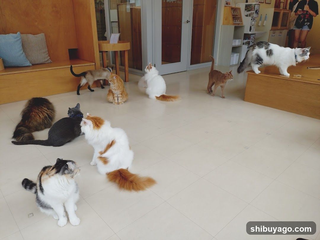 Cats in a cozy indoor space