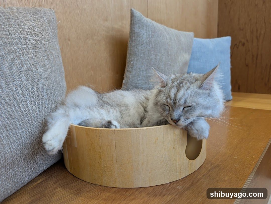Cat Sleeping in Wooden Bowl