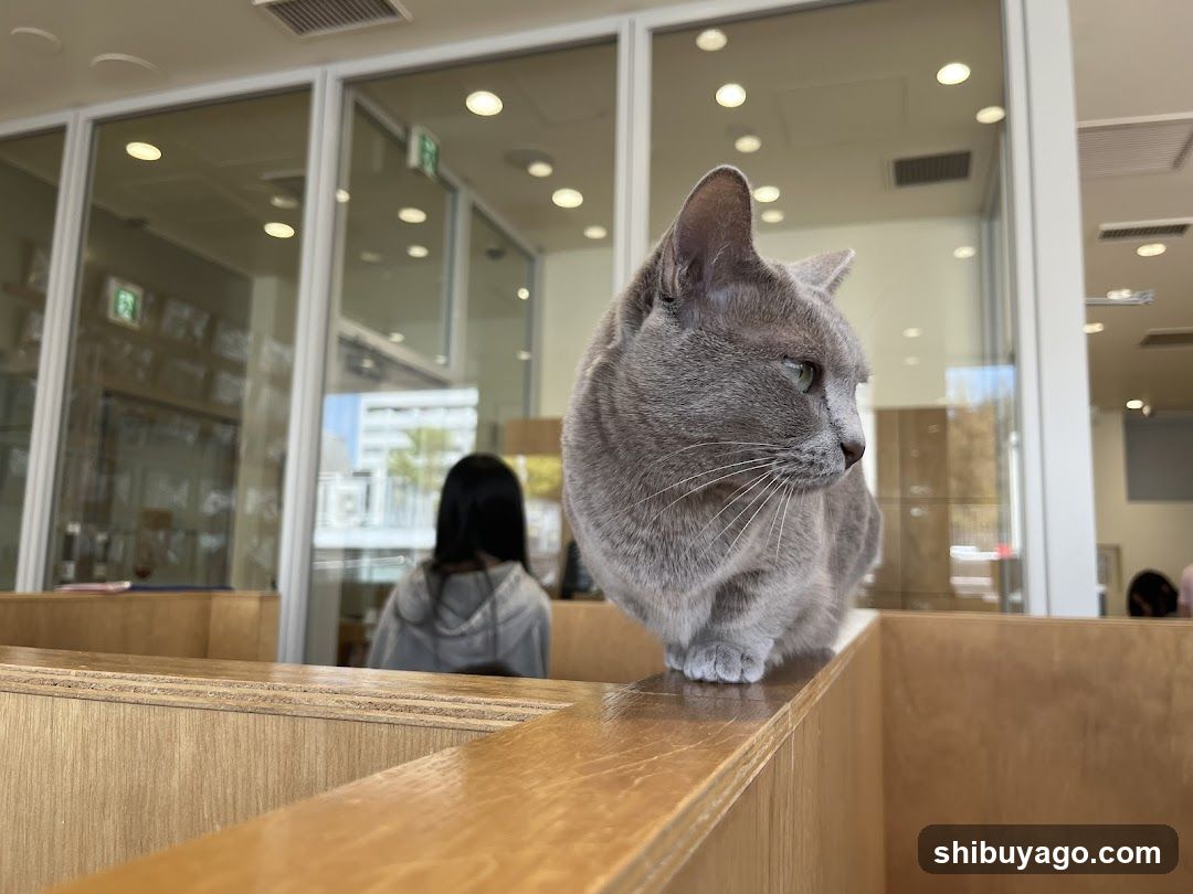 Cat on wooden ledge in cafe interior