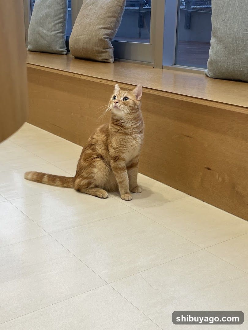 Orange Cat Sitting Indoors