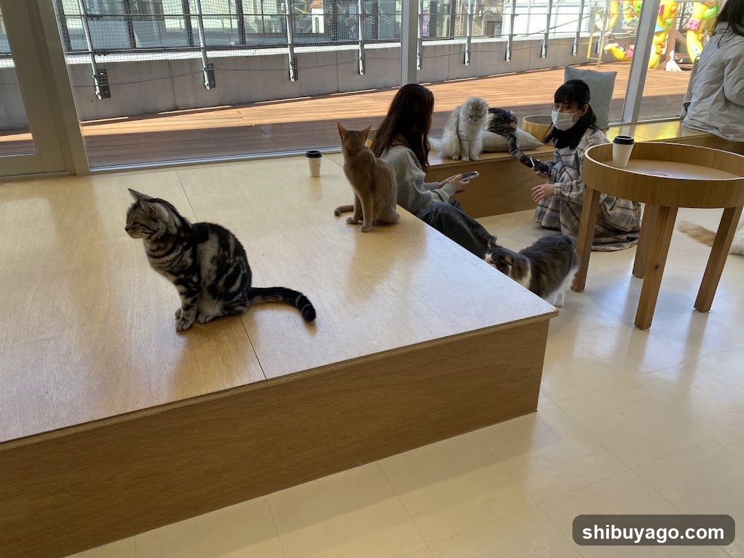Cat Cafe Interior