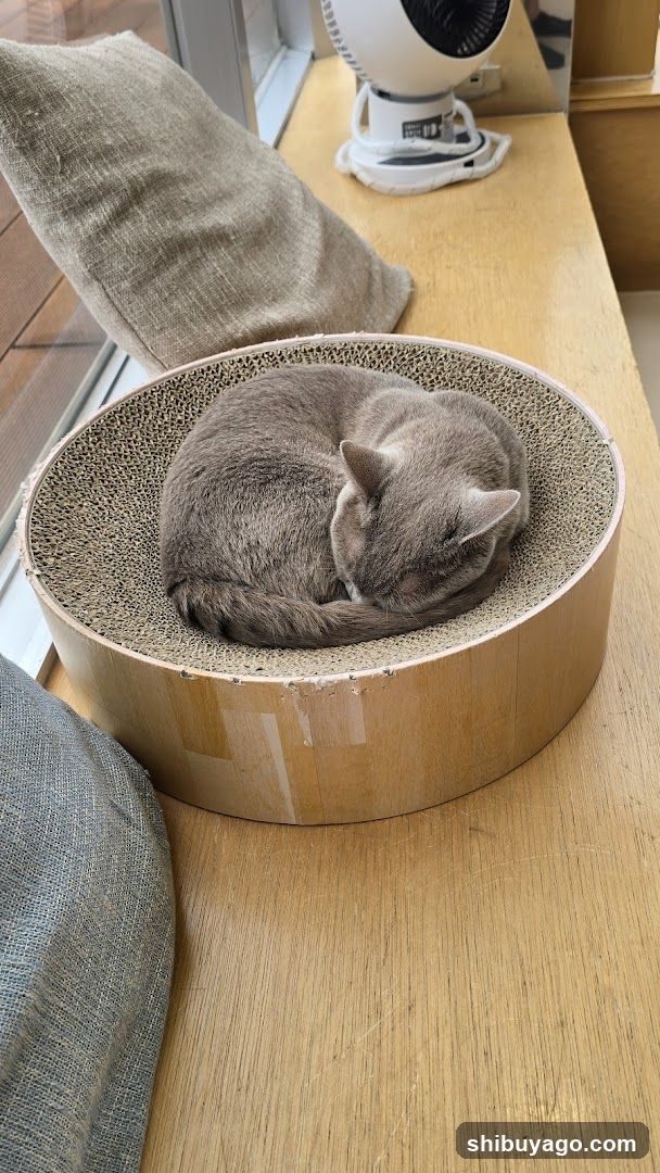 Cat Sleeping in Scratching Bed