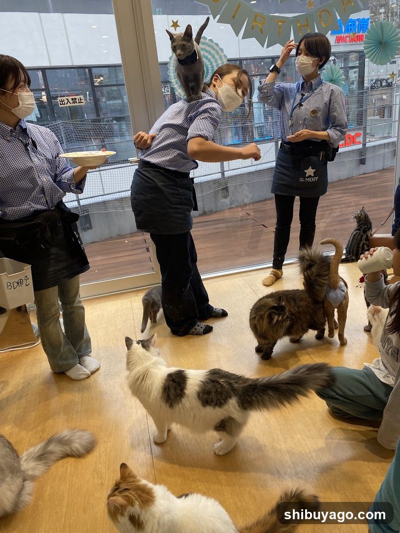 Cat Cafe Interior with Staff and Cats