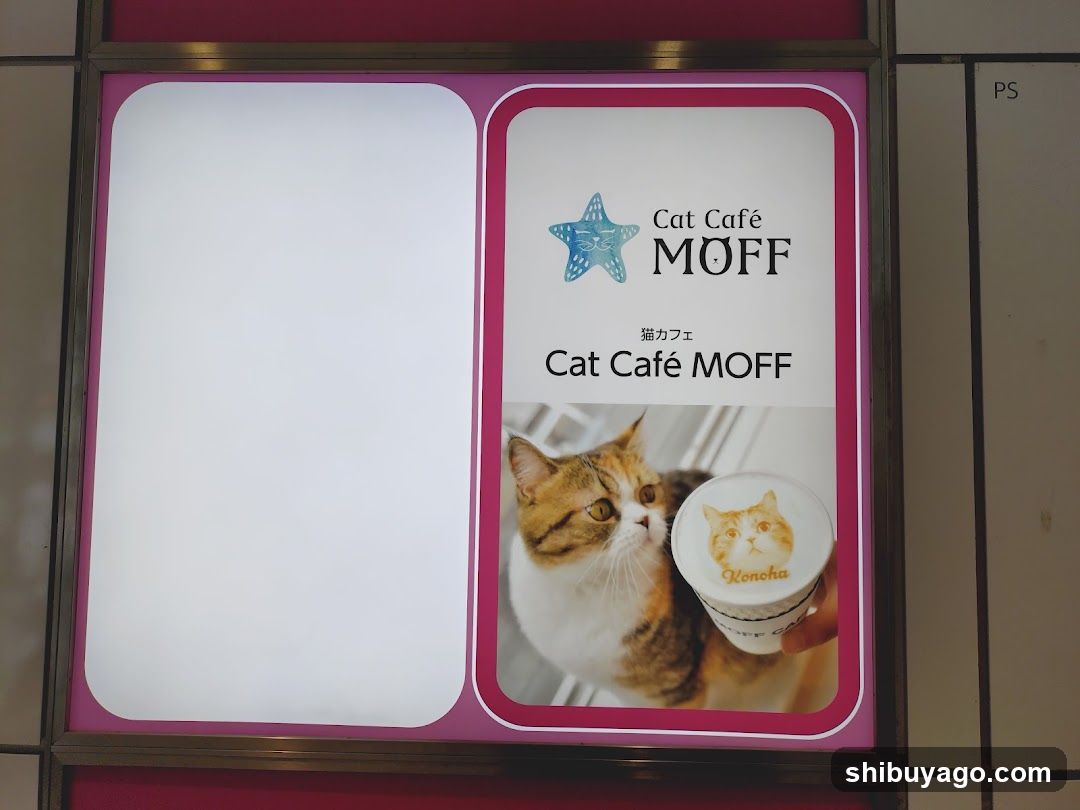 Cat Café MOFF Advertisement