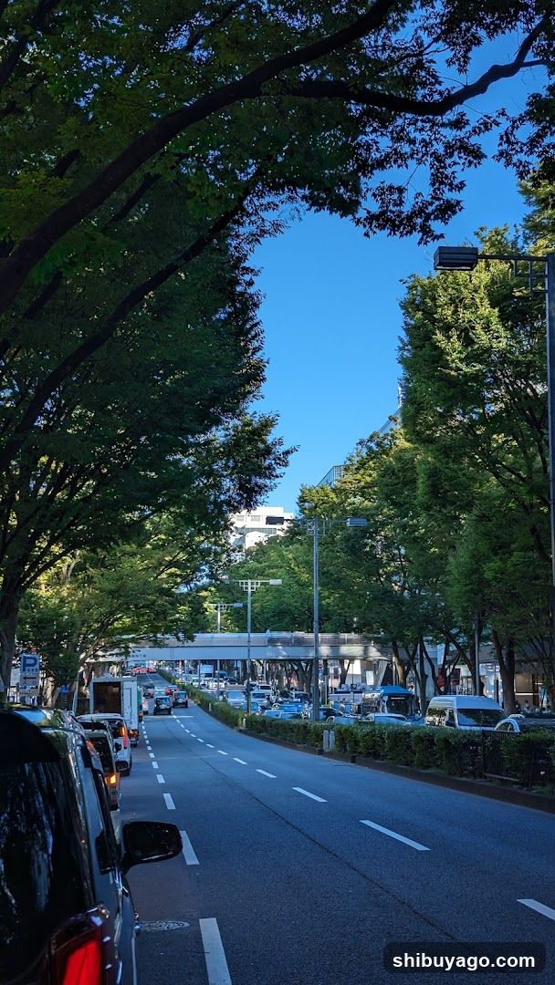 Tree-lined Urban Street