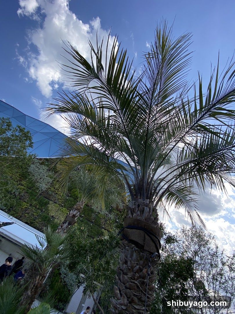 Palm Tree with Modern Building Background