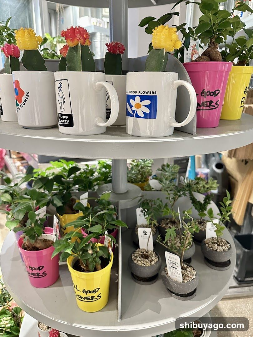 Plant Display Shelf