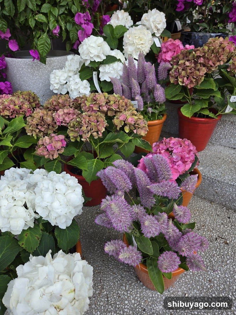 Flower Shop Display