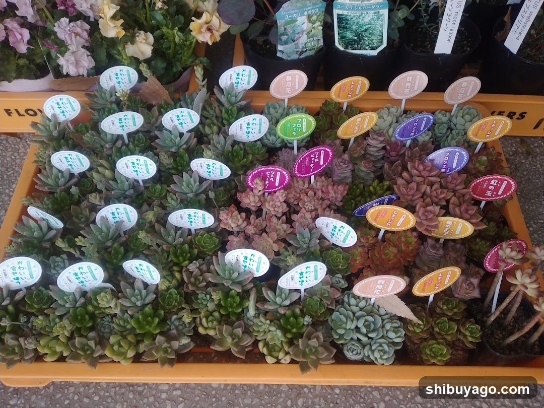 Succulent Plants Display