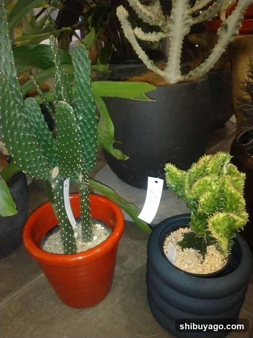 Cactus Plants Display