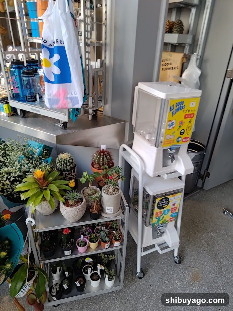 Cactus and Gumball Machine Display