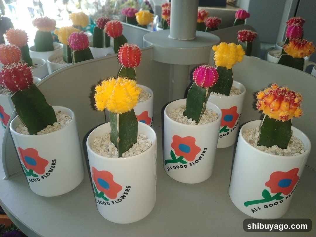 Cactus Display