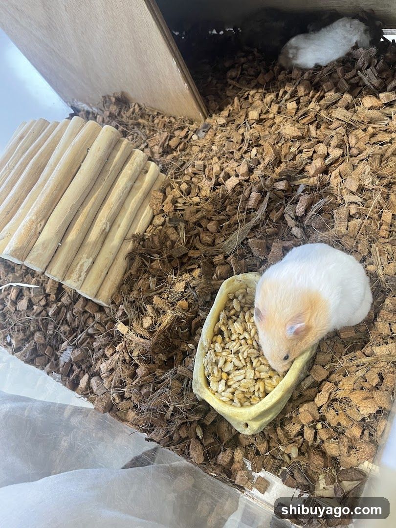 Moff animal cafe