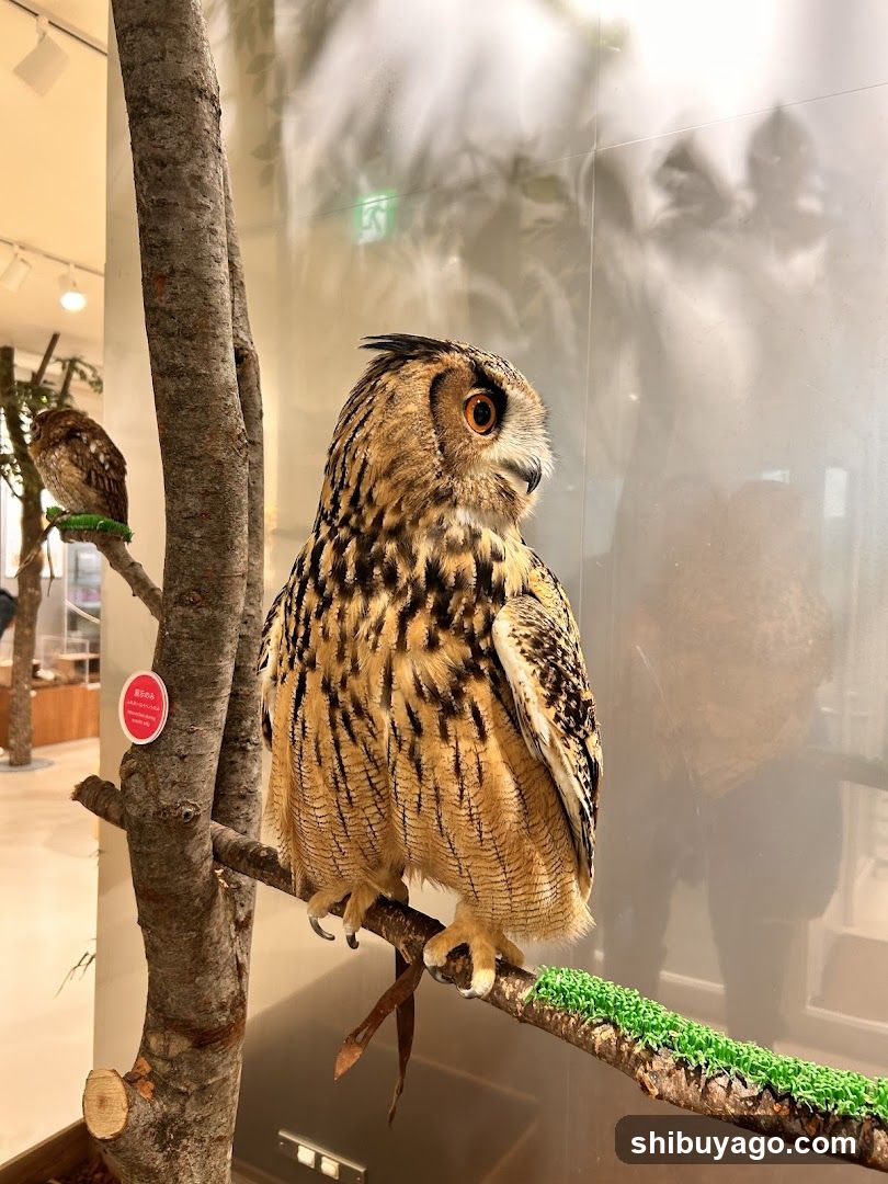 Moff animal cafe