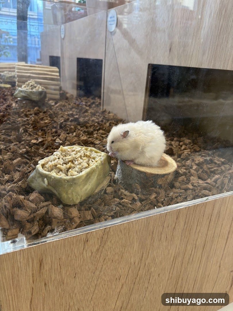 Moff animal cafe