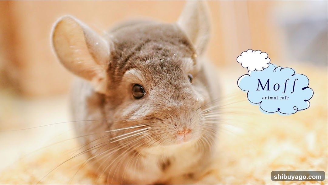 Moff animal cafe