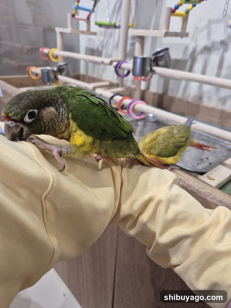 Green Parrot on Arm