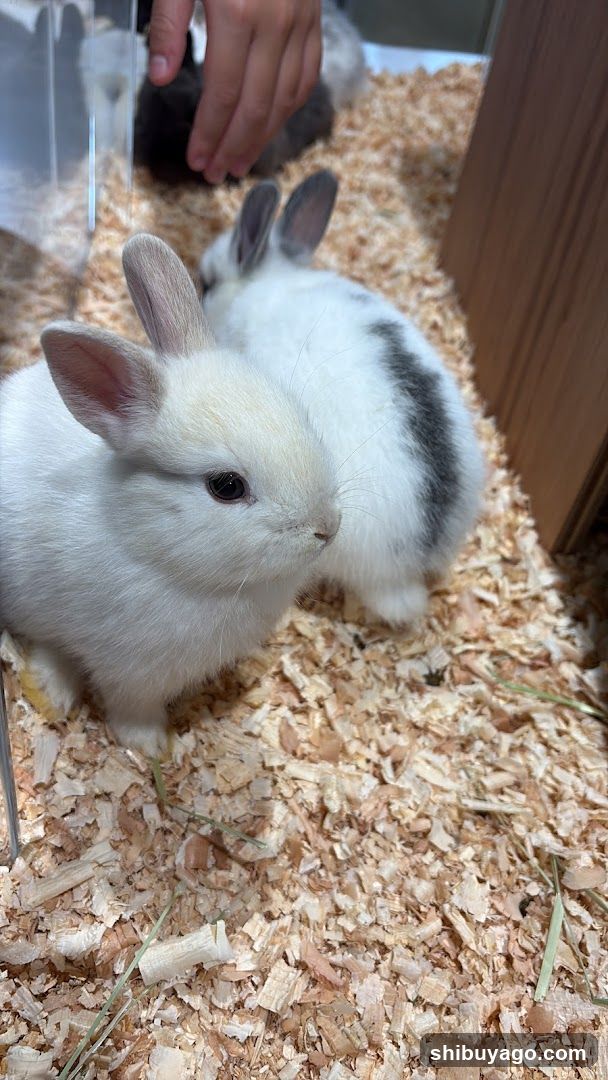 Rabbits in enclosure