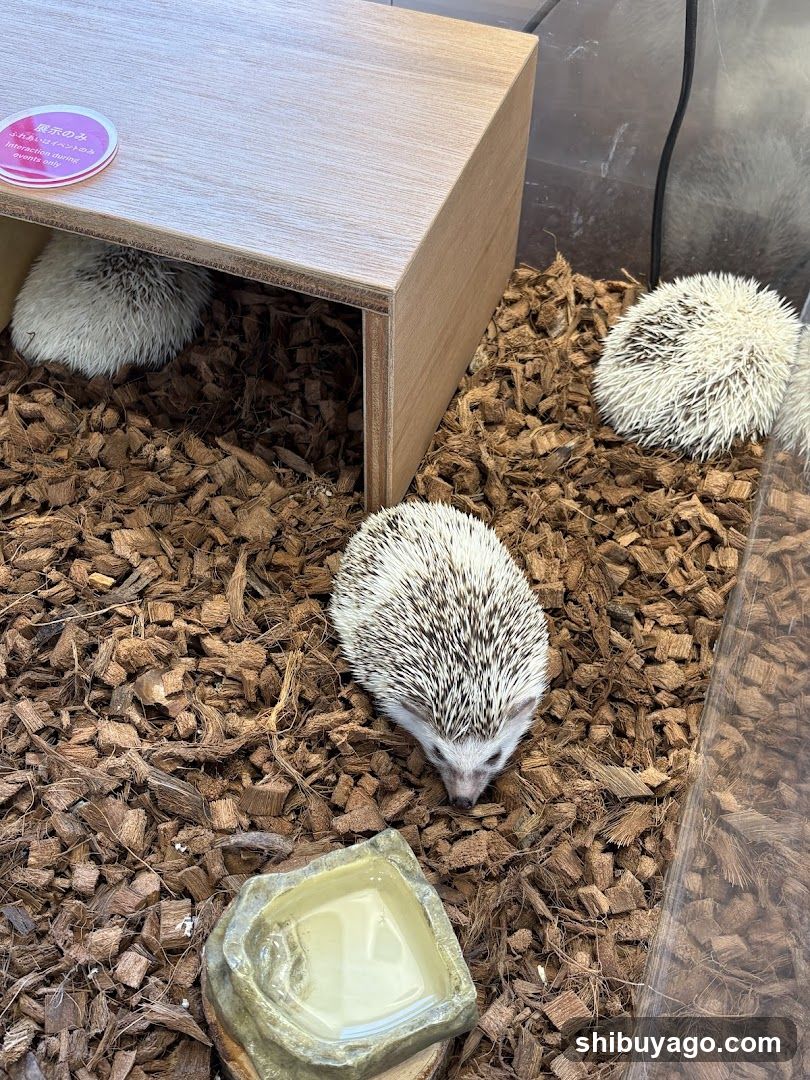 Hedgehogs in enclosure