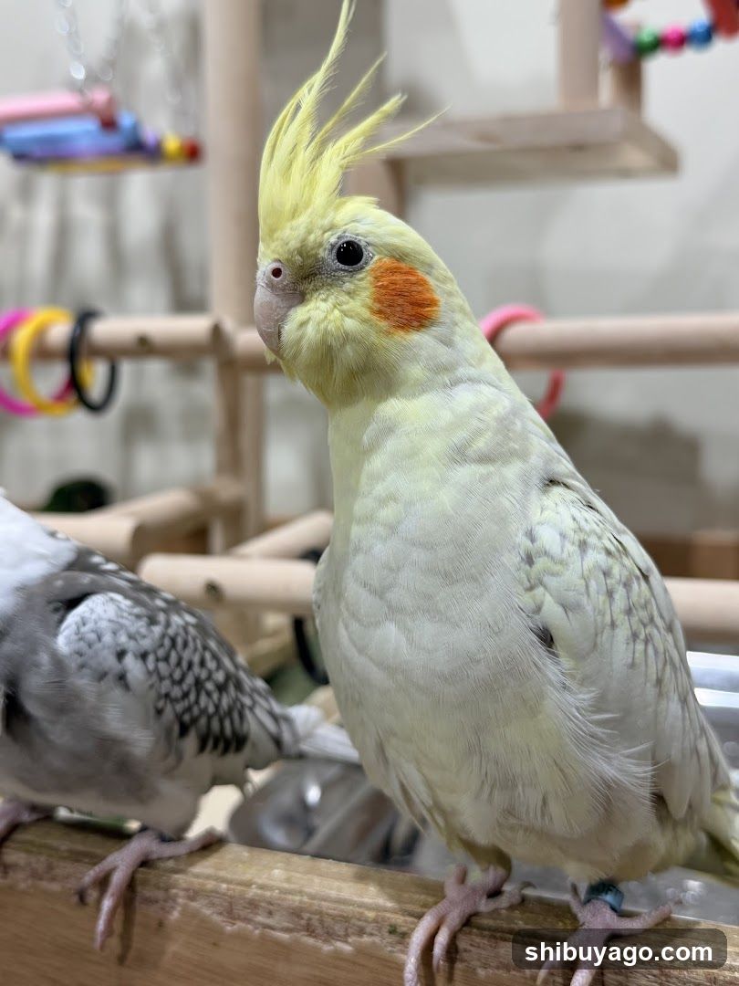 Cockatiets in a Cage