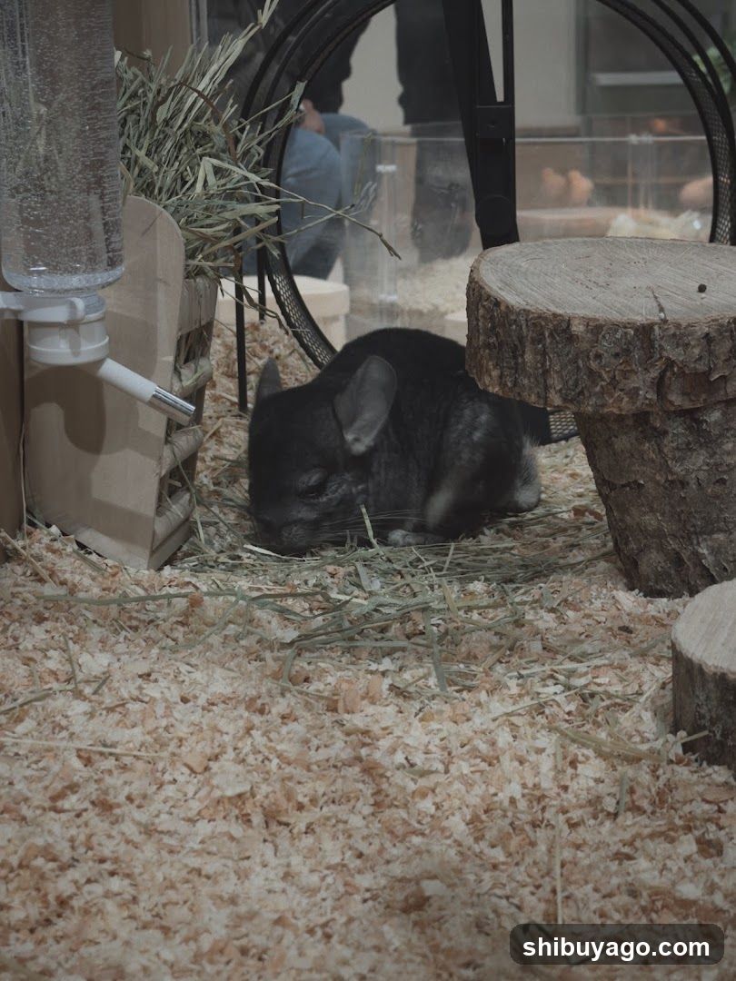 Chinchilla in enclosure