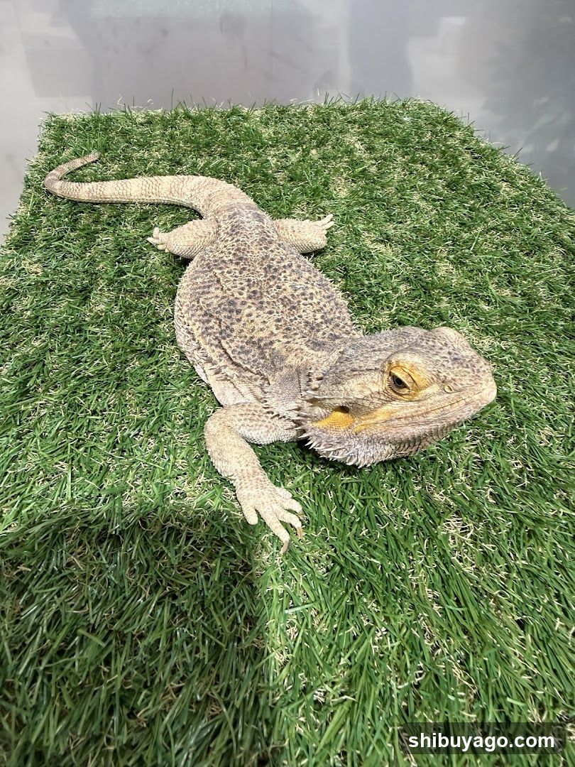 Bearded Dragon on Artificial Grass
