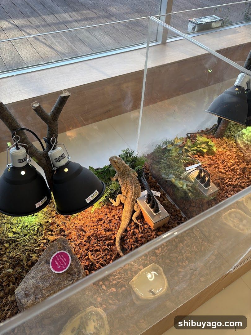 Reptile Enclosure Display