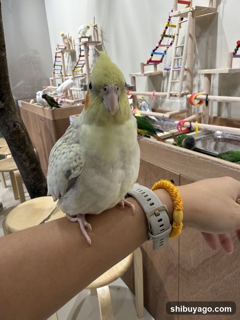 Cockatiel on Arm in Pet Shop Interior