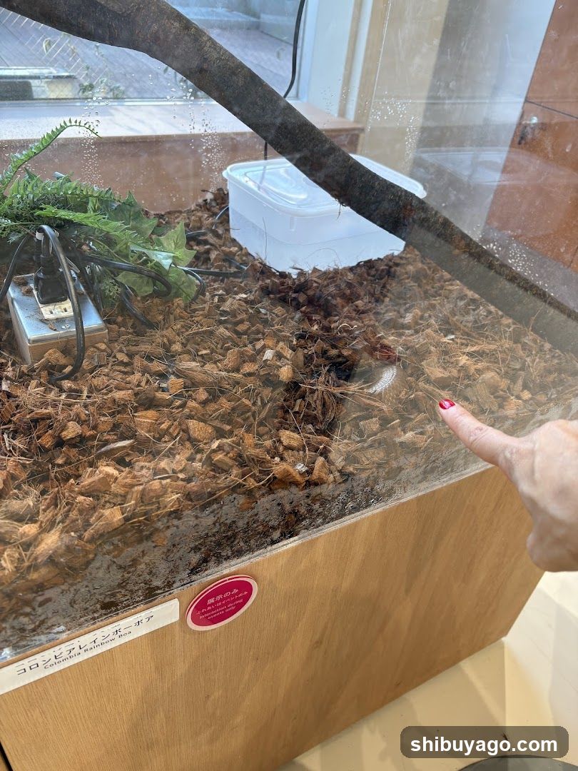 Reptile Enclosure with Pointing Hand