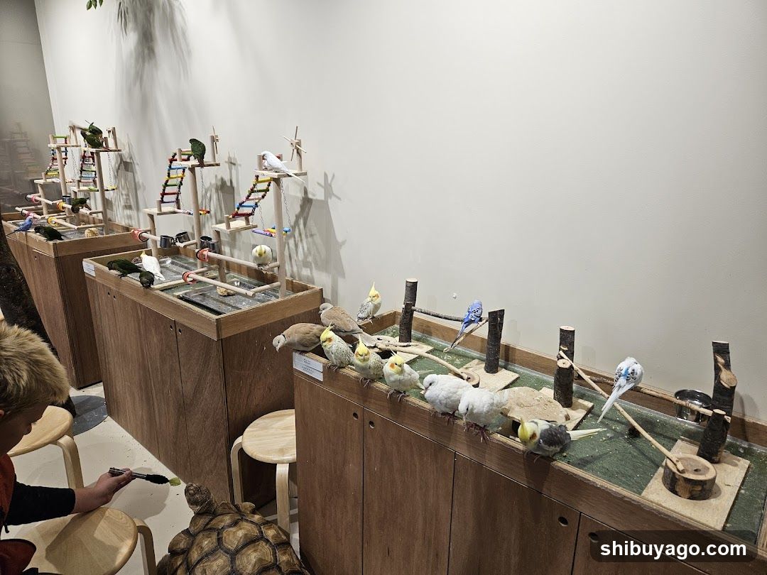 Pet Shop Interior with Birds and Tortoise