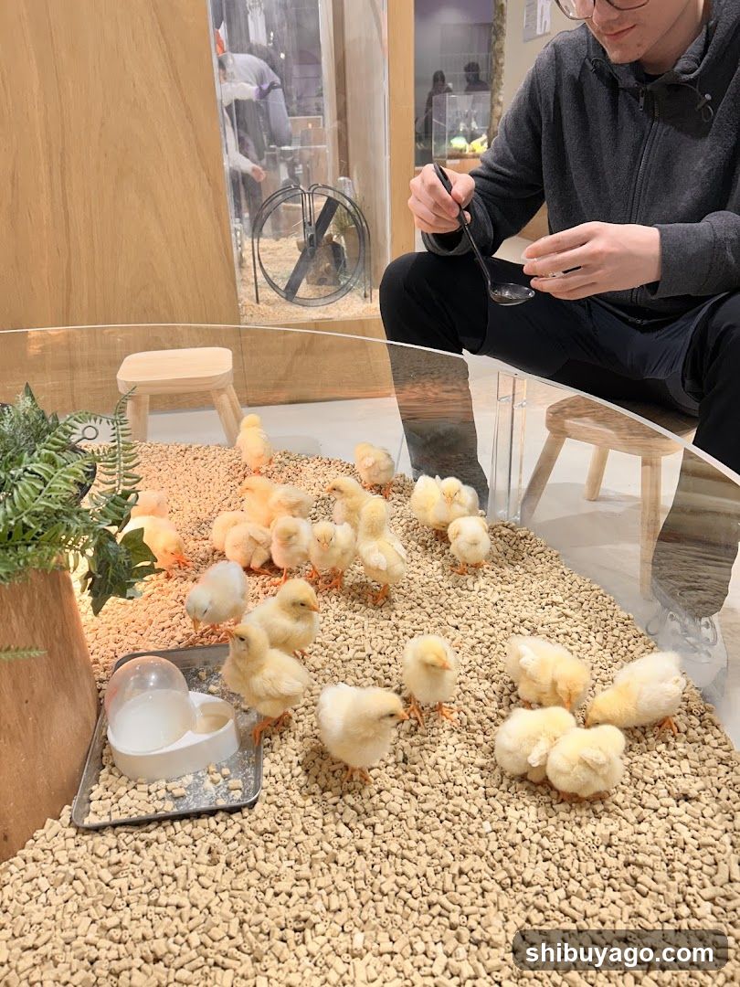 Chick Enclosure with Person Feeding
