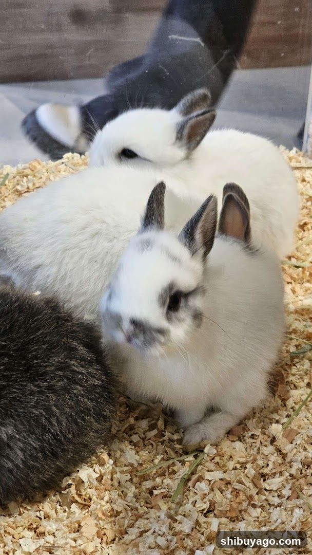 Rabbits in enclosure