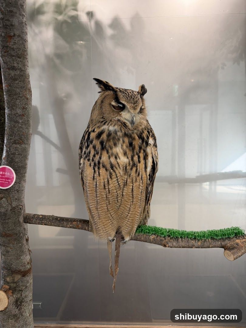 Owl in Enclosure
