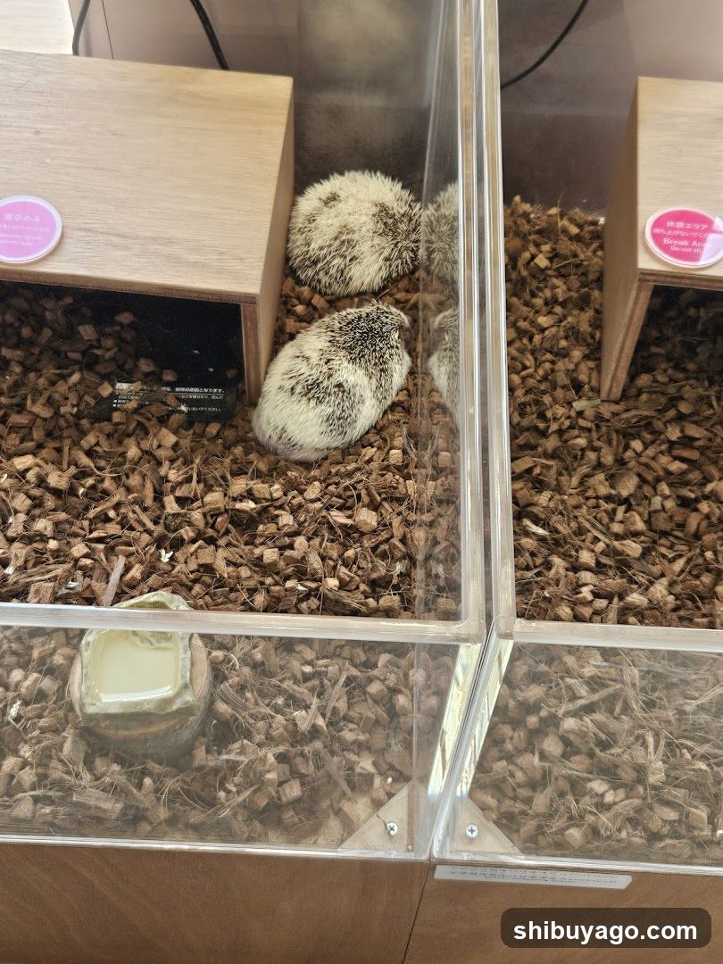 Hedgehogs in Enclosure