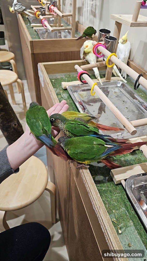 Parrot Interaction Scene