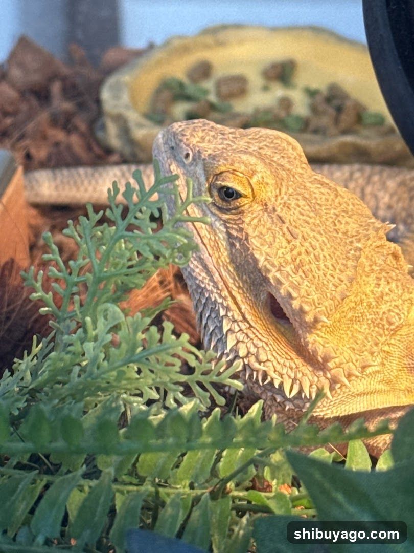 Bearded Dragon in Enclosure