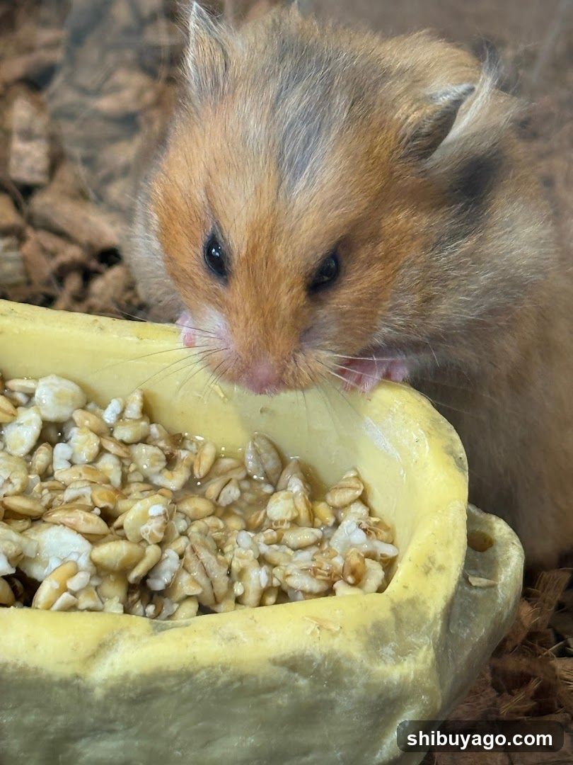 Hamster Eating