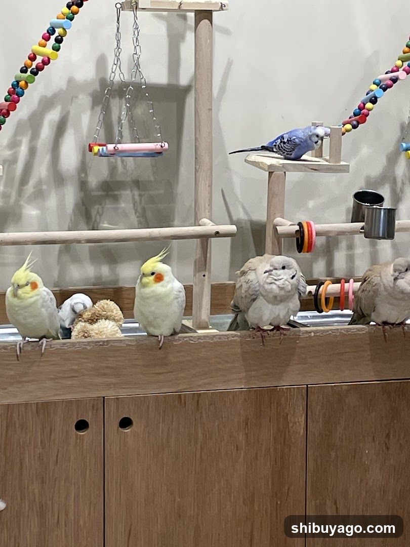Buddha's Birds Cafe Interior