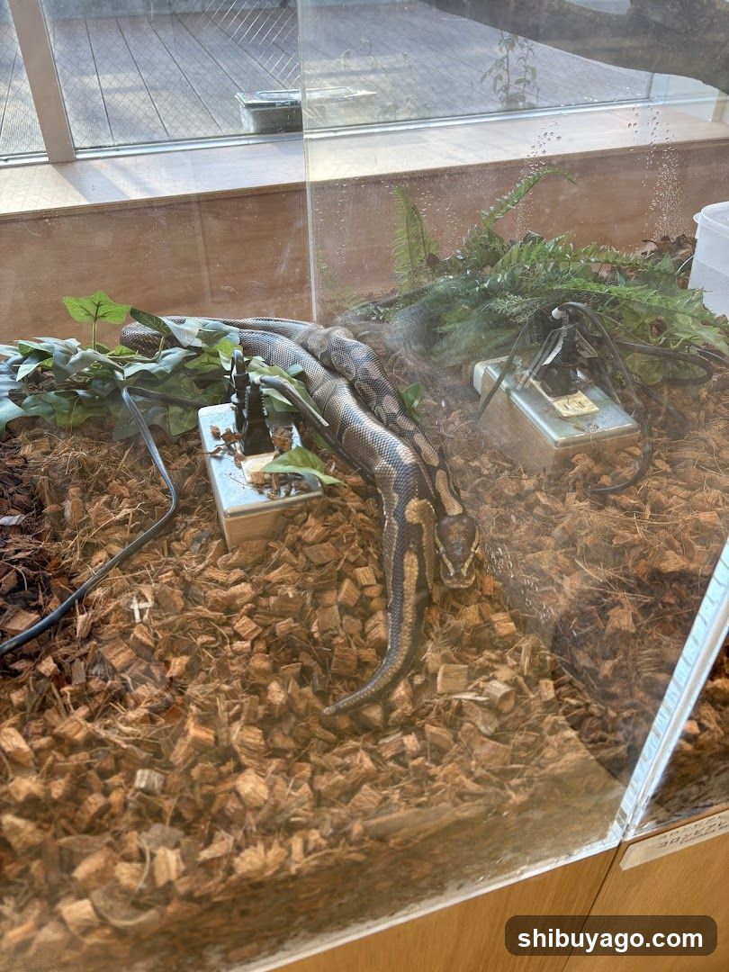 Snake in Enclosure