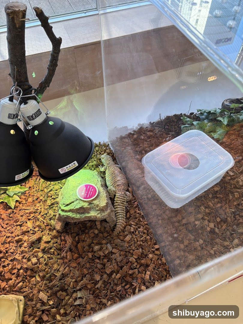 Reptile Enclosure with Heat Lamps and Water Bowl