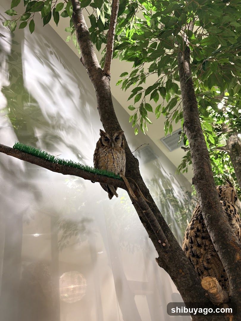 Owl in Tree