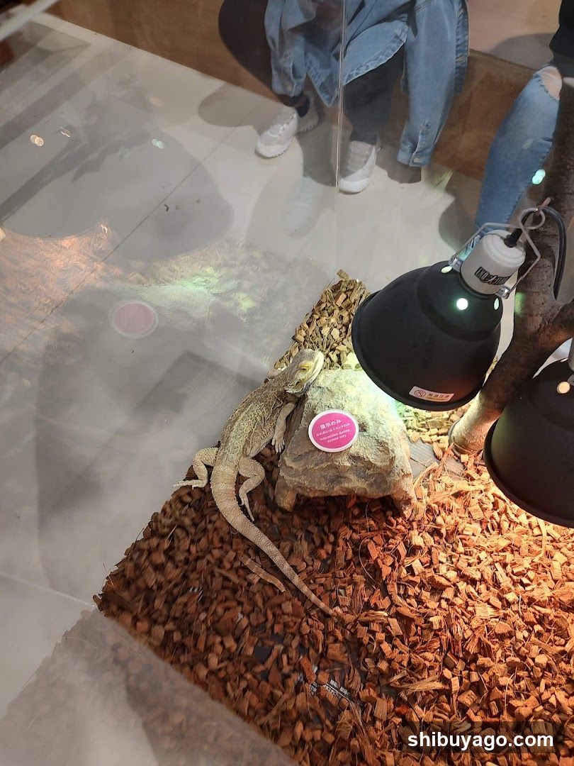 Reptile Display Case