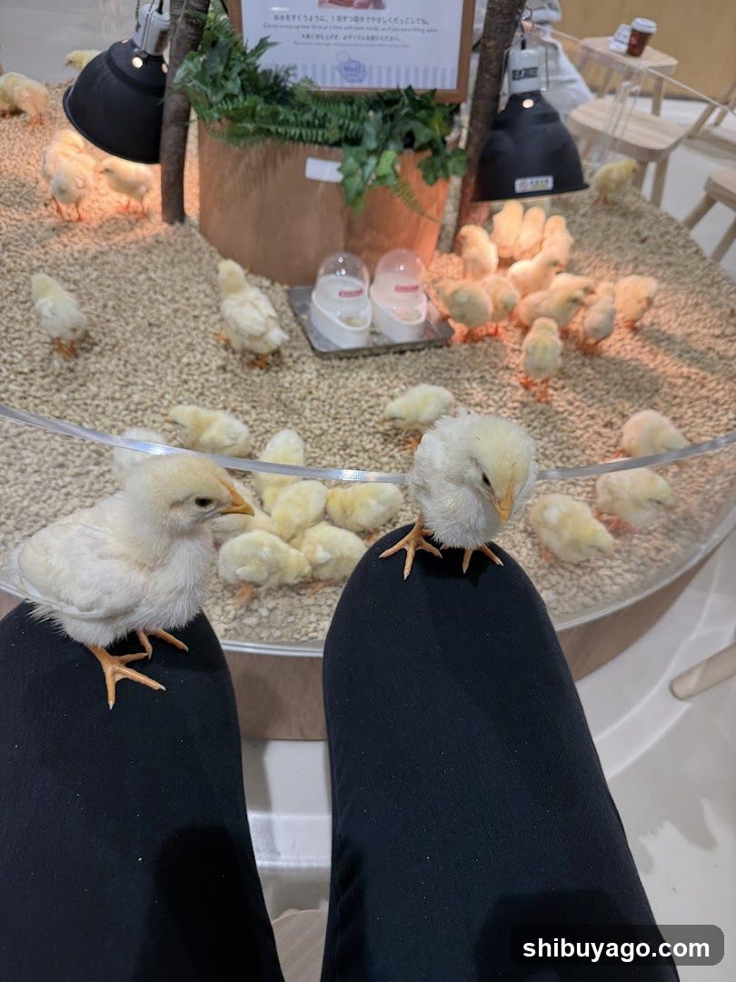 Chickens in an exhibit