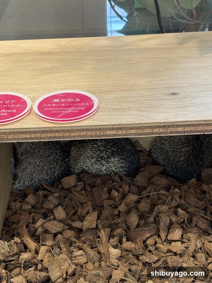 Hedgehogs in enclosure