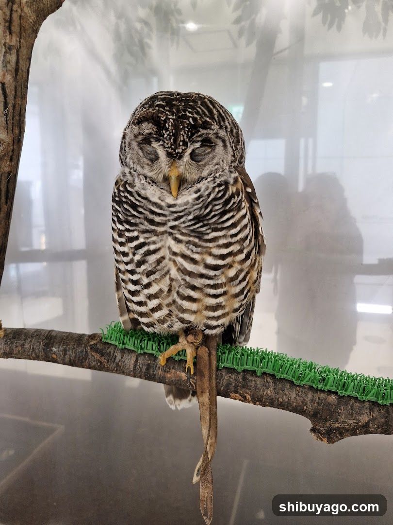 Owl on Branch