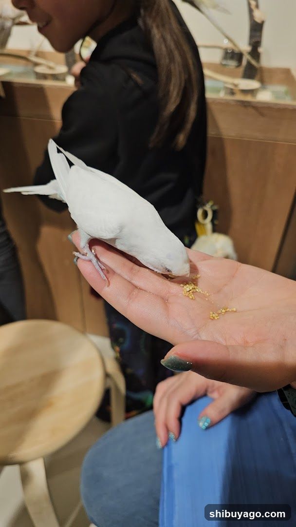 Person Feeding a White Bird