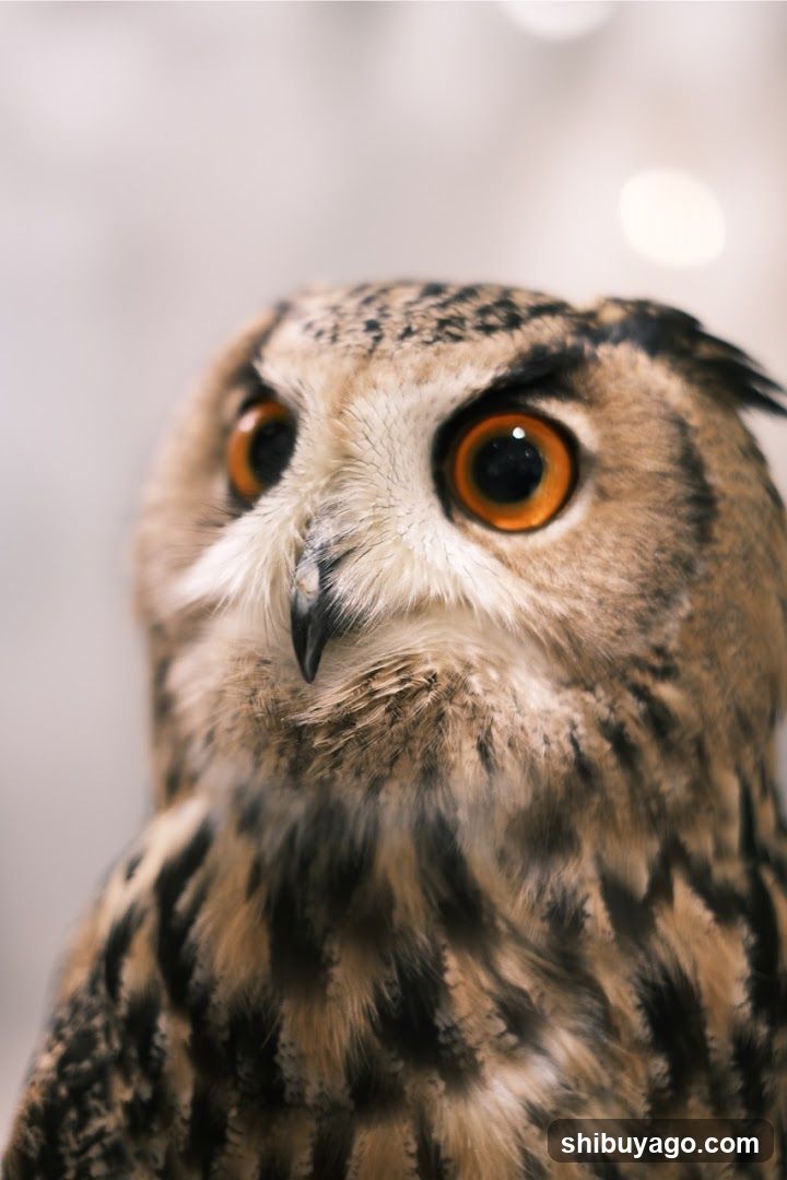 Owl Portrait