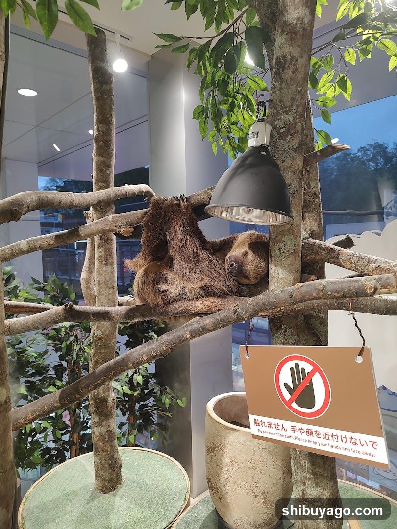 Sloth in a tree exhibit