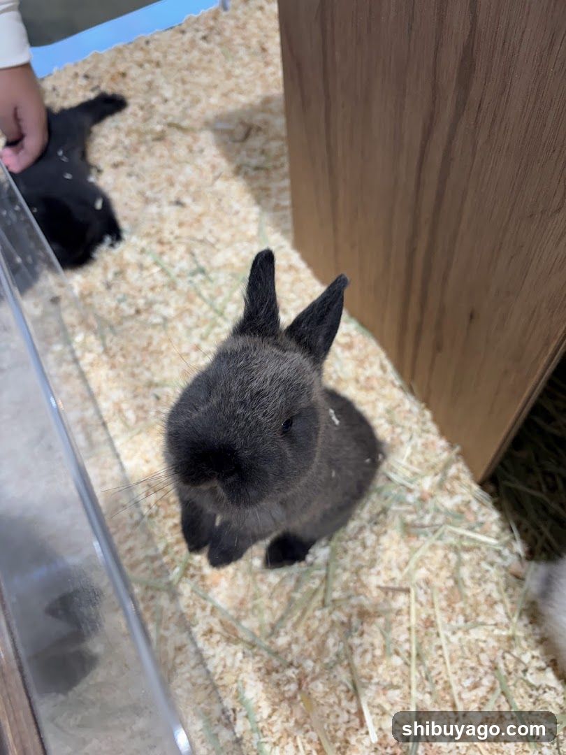 Rabbit in Enclosure