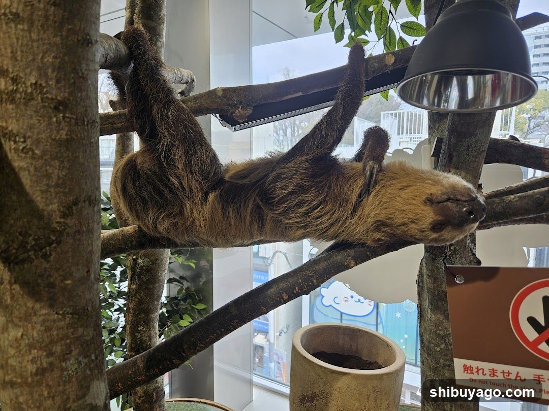 Sloth in enclosure